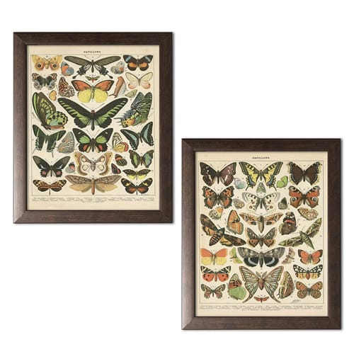 Gifts for Butterfly Lovers Types of Butterflies Framed Prints